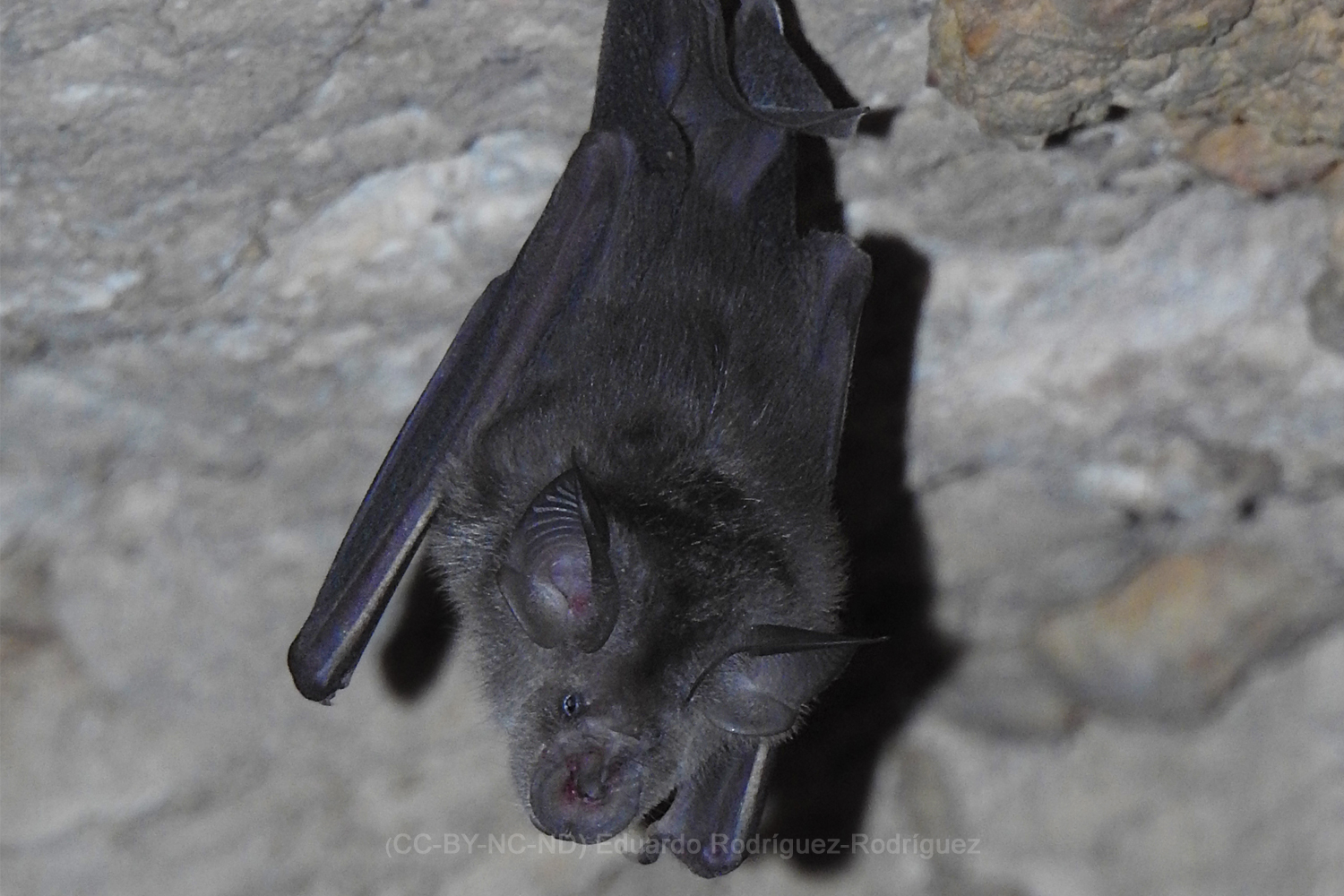 Rhinolophus ferrumequinum SECEM